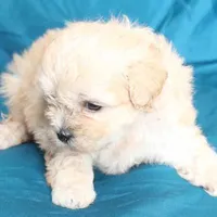 Libby, a female Shihpoo for sale in Clarkson, KY – Photo 9 of 9