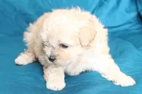 Libby, a female Shihpoo for sale in Clarkson, KY – Photo 9 of 9