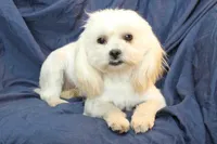 Libby, a female Shihpoo for sale in Clarkson, KY – Photo 1 of 9