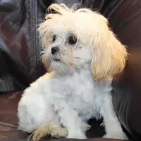 Petey, a male Shihpoo for sale in Clarkson, KY – Photo 5 of 10