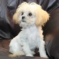 Petey, a male Shihpoo for sale in Clarkson, KY – Photo 2 of 10