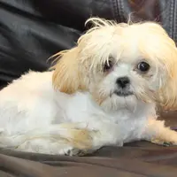 Petey, a male Shihpoo for sale in Clarkson, KY – Photo 4 of 10