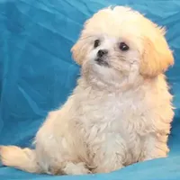 Petey, a male Shihpoo for sale in Clarkson, KY – Photo 7 of 10