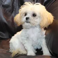 Petey, a male Shihpoo for sale in Clarkson, KY – Photo 3 of 10