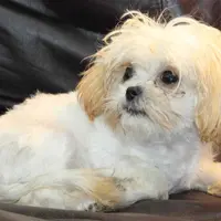 Petey, a male Shihpoo for sale in Clarkson, KY – Photo 6 of 10