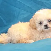 Petey, a male Shihpoo for sale in Clarkson, KY – Photo 8 of 10