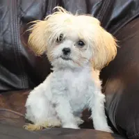 Petey, a male Shihpoo for sale in Clarkson, KY – Photo 1 of 10