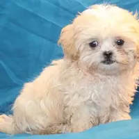 Petey, a male Shihpoo for sale in Clarkson, KY – Photo 9 of 10