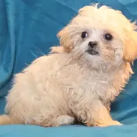 Petey, a male Shihpoo for sale in Clarkson, KY – Photo 10 of 10
