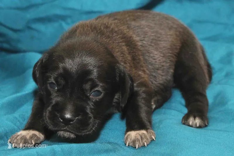 Black boy first generation – Puggle puppy for sale in Clarkson, KY