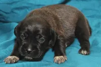 Black boy first generation, a male Puggle for sale in Clarkson, KY – 1 of 4