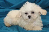 Tiny Eli, a male Shihpoo for sale in Clarkson, KY – Photo 3 of 4