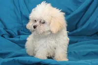 Tiny Eli, a male Shihpoo for sale in Clarkson, KY – Photo 2 of 4