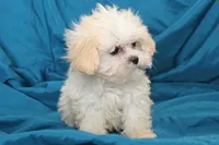 Tiny Eli, a male Shihpoo for sale in Clarkson, KY – Photo 1 of 4
