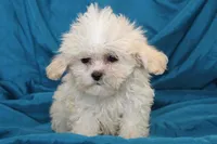 Tiny Eli, a male Shihpoo for sale in Clarkson, KY – Photo 4 of 4
