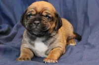 Willow, a female Puggle for sale in Clarkson, KY – Photo 5 of 5