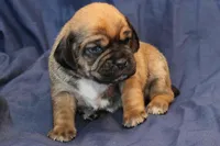 Willow, a female Puggle for sale in Clarkson, KY – Photo 1 of 5