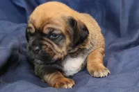 Willow, a female Puggle for sale in Clarkson, KY – Photo 4 of 5