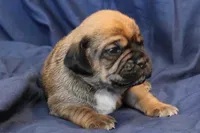 Willow, a female Puggle for sale in Clarkson, KY – Photo 2 of 5