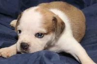 Nala, a male Puggle for sale in Clarkson, KY – 3 of 4