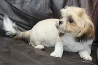 Max, a male Shih Tzu for sale in Clarkson, KY – 2 of 6