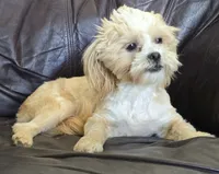 Turner, a male Shihpoo for sale in Clarkson, KY – 2 of 10