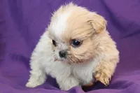 Nugget, a male Shih Tzu for sale in Clarkson, KY – Photo 2 of 3