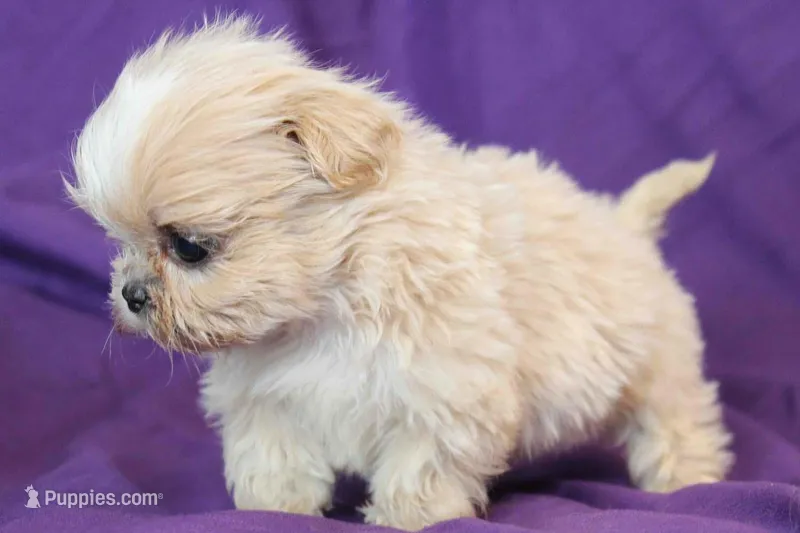 Nugget – Shih Tzu puppy for sale in Clarkson, KY