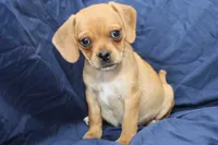 Theo, a male Puggle for sale in Clarkson, KY – 2 of 8