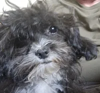 Charlie, a male Shihpoo for sale in Clarkson, KY – 6 of 9