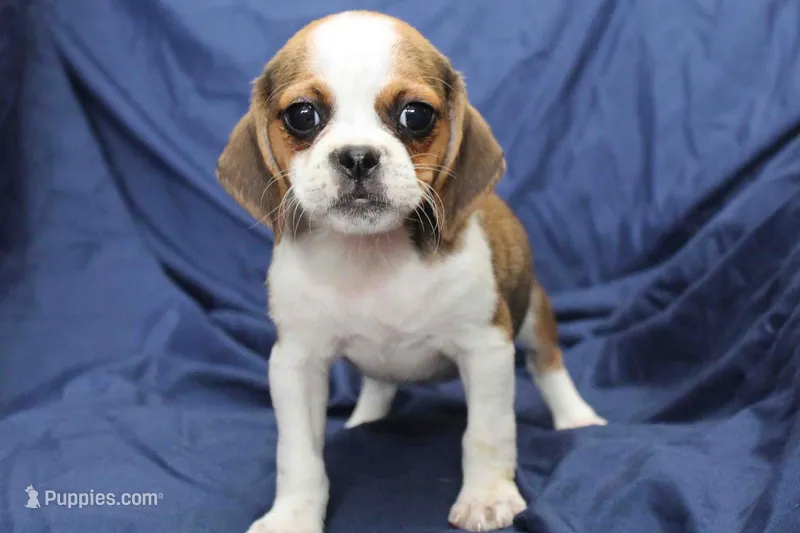 Sky – Puggle puppy for sale in Clarkson, KY