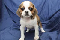 Sky, a female Puggle for sale in Clarkson, KY – 1 of 8