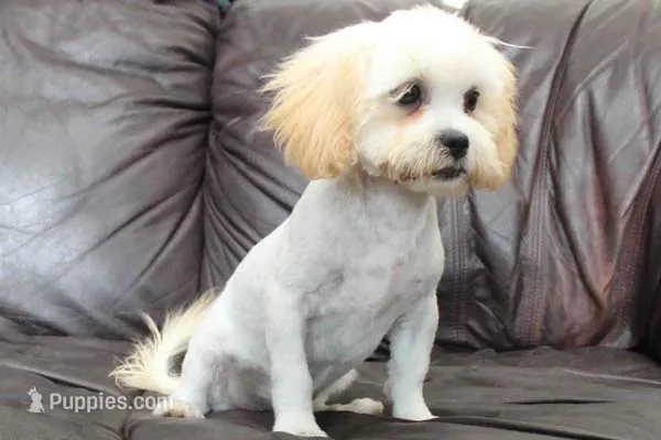 Brody – Shihpoo puppy for sale in Clarkson, KY