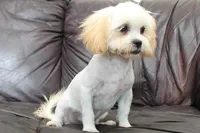 Brody, a male Shihpoo for sale in Clarkson, KY – 1 of 7