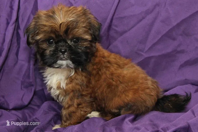 Smudge – Shih Tzu puppy for sale in Clarkson, KY