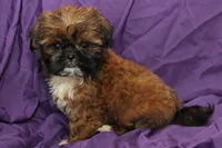 Smudge, a male Shih Tzu for sale in Clarkson, KY – 1 of 4