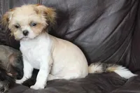 Max, a male Shih Tzu for sale in Clarkson, KY – 3 of 6