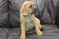 Bailey, a male Puggle for sale in Clarkson, KY – 3 of 10