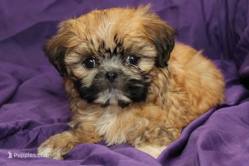 Hattie  – Shih Tzu puppy for sale in Clarkson, KY