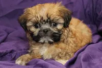 Hattie , a female Shih Tzu for sale in Clarkson, KY – 1 of 4