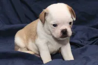 Chopper, a male Pug for sale in Clarkson, KY – 2 of 6