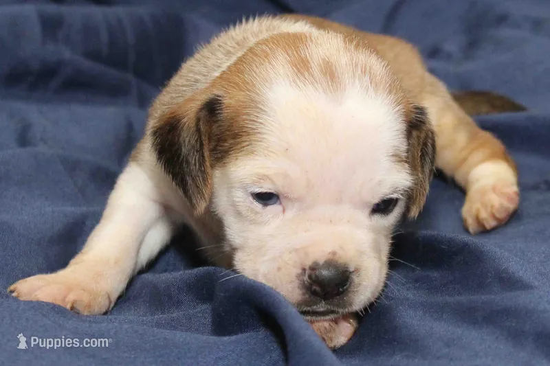 Ariel – Puggle puppy for sale in Clarkson, KY