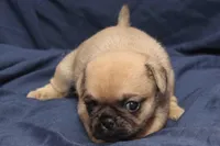 Squeak, a male Pug for sale in Clarkson, KY – 6 of 6