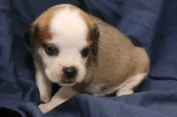 Anikin, a male Puggle for sale in Clarkson, KY – 2 of 4