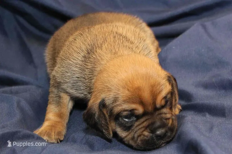 Bear – Puggle puppy for sale in Clarkson, KY