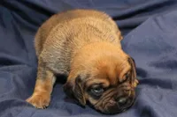 Bear, a male Puggle for sale in Clarkson, KY – Photo 1 of 6