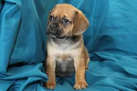 Bear, a male Puggle for sale in Clarkson, KY – 1 of 9