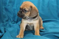 Bear, a male Puggle for sale in Clarkson, KY – 3 of 9