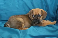 Bear, a male Puggle for sale in Clarkson, KY – 4 of 9