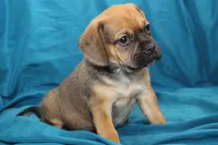 Bear, a male Puggle for sale in Clarkson, KY – 6 of 9